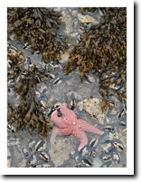 Starfish, Hancock, ME (2009)