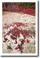 Lichens and Blueberries, Brooksville, ME (2010)