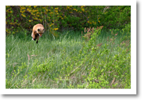 Fox Hunting, Blue Hill, ME (2003)