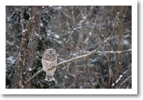 Barred Owl, Brunswick, ME (2008)