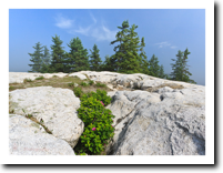 Rosa Regosa, Reid State Park, Georgetown, ME (2008)