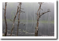 Pond, Georgetown, ME (2008)